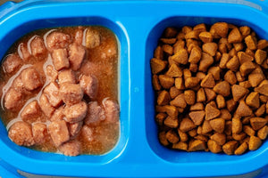 Fresh vs Processed: What Your Pet’s Bowl Is Really Saying