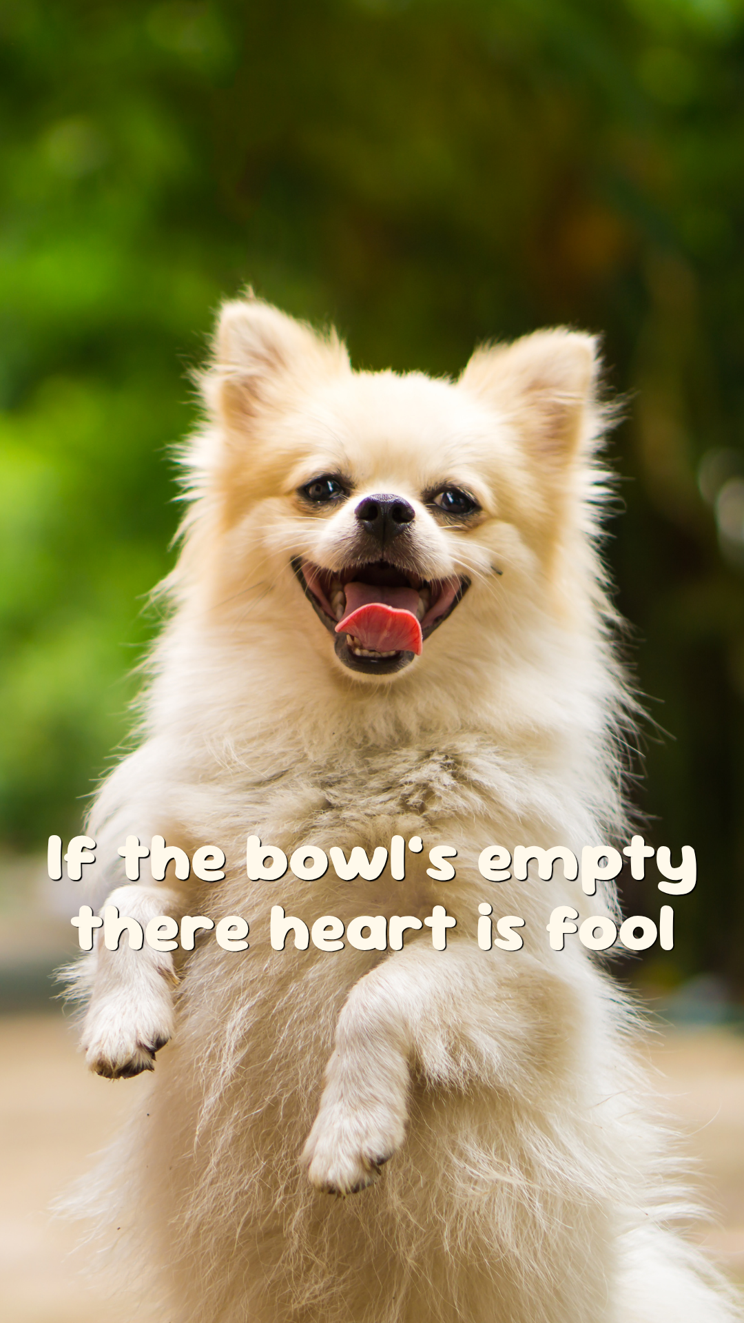 Best dog and cat food in india